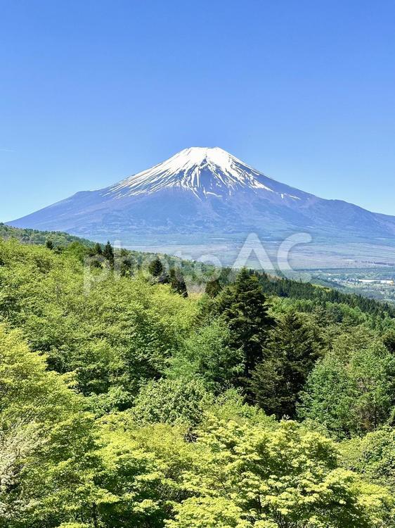 富士山と新緑の森林 富士山,新緑,自然の写真素材