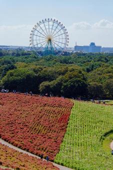 Kochia blooming on the hill, blue sky, and Ferris wheel, JPG Kochia blooming on the hill, blue sky, and Ferris wheel, JPG