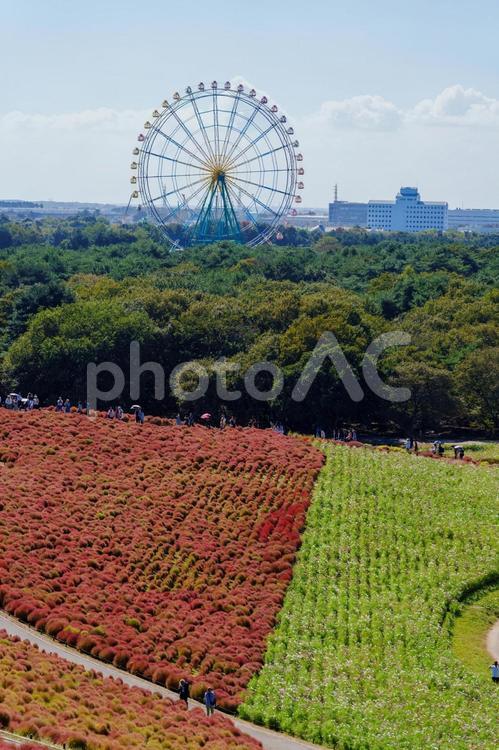 丘に咲き広がるコキアと青空、観覧車 自然,クローズアップ,植物の写真素材