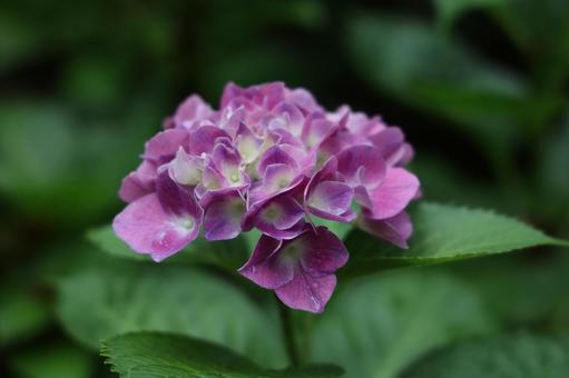 紫と白のグラデーション アジサイ,紫陽花,紫の写真素材
