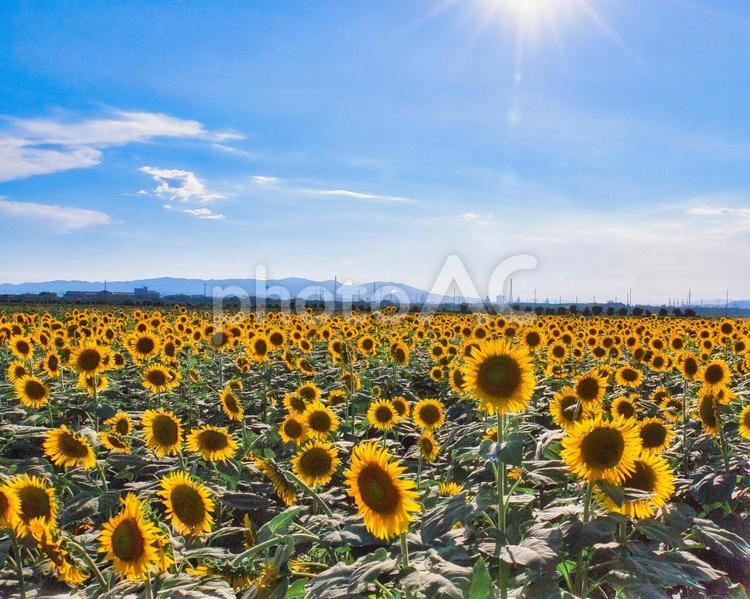 ギラギラ太陽に照らされるヒマワリ畑 ひまわり,ひまわり畑,夏の写真素材