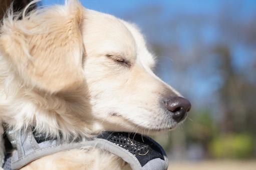 日差しを浴びて気持ちよさそうな白い犬 日差しを浴びて気持ちよさそうな白い犬の写真