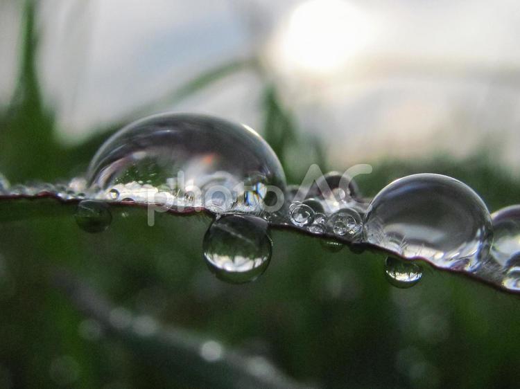 水滴と緑の葉と朝日（Water drops） 水滴,すいてき,しずくの写真素材