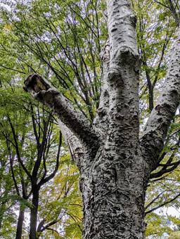 晩秋の樹木③の写真