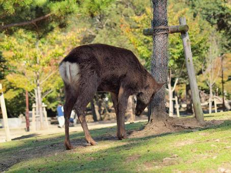 樹木に角をこすりつける雄鹿の写真