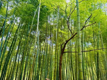 竹林 竹林 竹林,竹,和風の写真素材