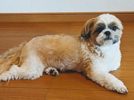 ペットのシーズー犬 ペット,室内犬,シーズー犬の写真素材