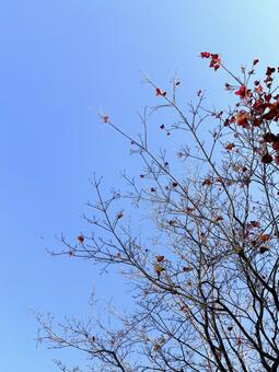 晩秋のハナミズキ ハナミズキ,花水木,樹木の写真素材