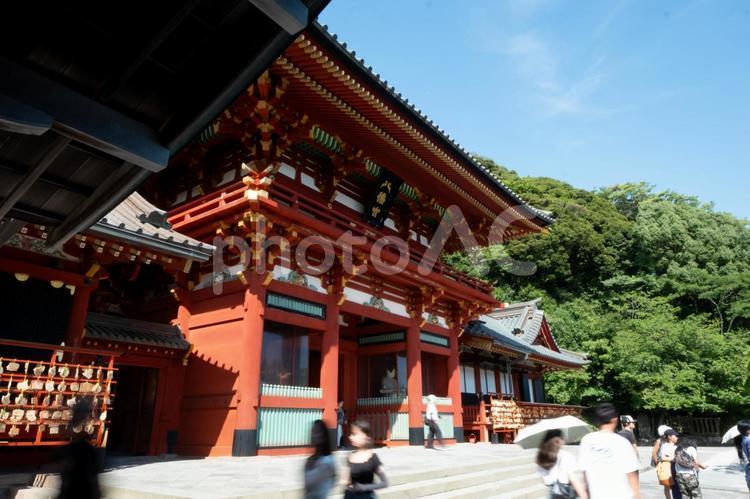 ［神奈川県鎌倉市］鶴岡八幡宮 鎌倉,鶴岡八幡宮,本宮の写真素材