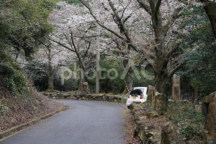 諭鶴羽ダム65　ダム湖周回道路と桜 兵庫県,南あわじ市,諭鶴羽ダムの写真素材