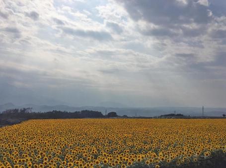 ひまわり畑と天使の橋・その1 ひまわり畑と天使の橋・その1 ヒマワリ,ひまわり,山梨の写真素材