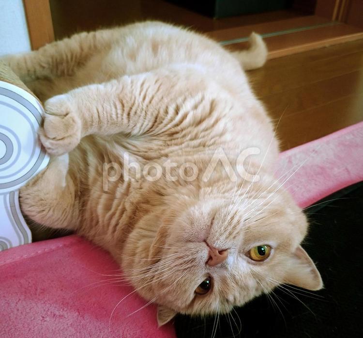 うちのネコさま　爪とぎソファで遊ぶ ネコ,猫,昼寝の写真素材