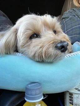 マルプー　けんけん 犬,かわいい,マルプーの写真素材