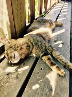 木漏れ日でお昼寝する猫 猫,ねこ,にゃんこの写真素材