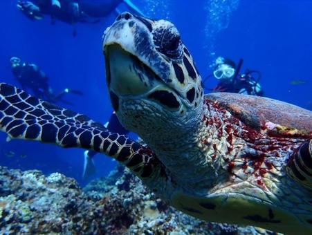 ウミガメ ウミガメの写真