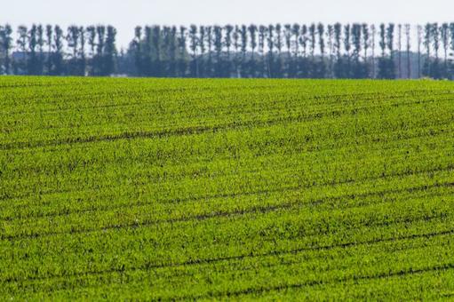 広大な大地に広がる若い緑の畑のパターン 並木,シルエット,地平線の写真素材
