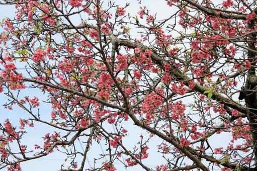 綺麗な青空と桜の花 綺麗な青空と桜の花の写真