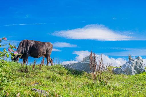 四国地方　四国カルスト台地の風景 カルスト台地,四国,四国地方の写真素材