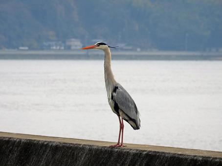 鷺(アオサギ) 鷺(アオサギ)の写真