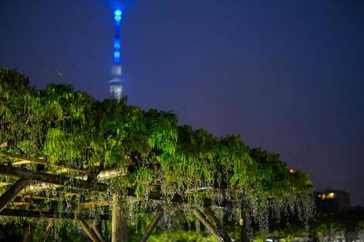 亀戸天神社の藤の花 ライトアップ 亀戸天神社の藤の花 ライトアップ 藤の花,亀戸天神社,東京スカイツリーの写真素材