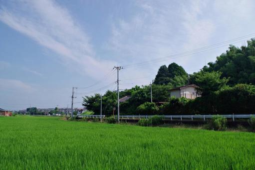 水田のある夏の田舎の風景 水田のある夏の田舎の風景 田園風景,田園,水田の写真素材