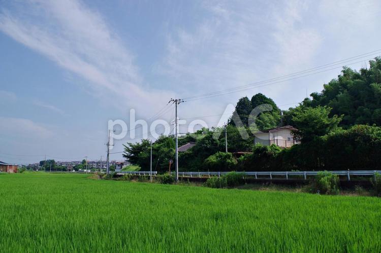 水田のある夏の田舎の風景 田園風景,田園,水田の写真素材