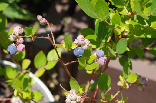ブルーベリーの栽培 ガーデニング,サザンハイブッシュ,シャープブルーの写真素材