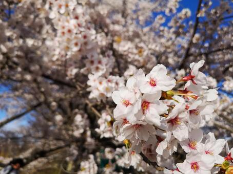Cherry blossom petals Cherry blossom petals