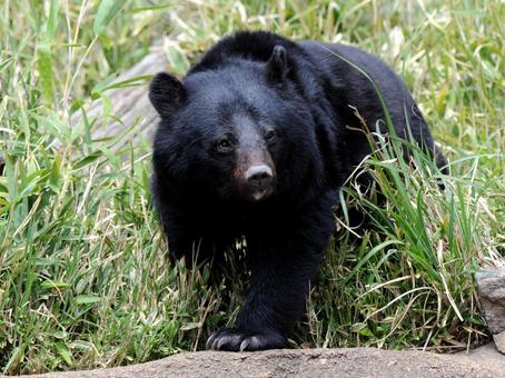 ツキノワグマ ツキノワグマ,熊,ズーラシアの写真素材
