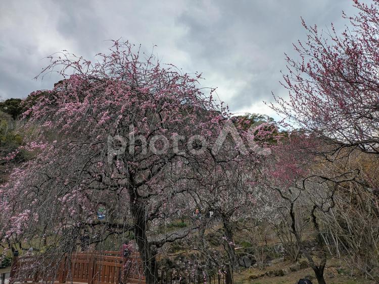 熱海梅園の枝垂れ梅 梅,熱海,梅園の写真素材