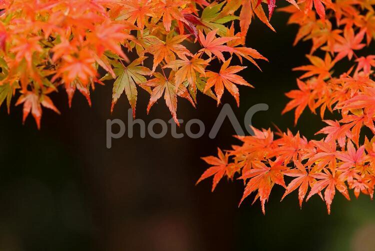 モミジの葉っぱ　紅葉　 モミジ,紅葉,カエデの写真素材