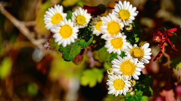 白い花の菊の写真