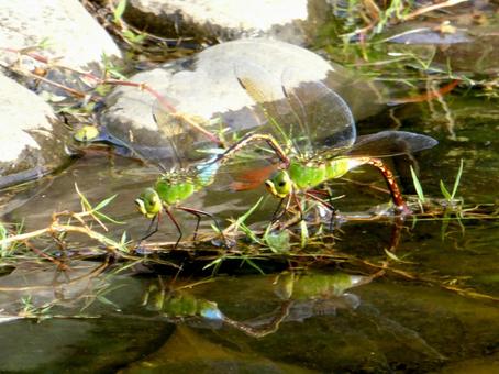 オス・メス繋がり池で産卵するギンヤンマ ギンヤンマ,蜻蛉,虫の写真素材