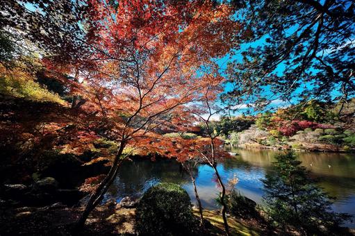 成田山公園の紅葉と龍智池j_DSC 千葉県成田市,成田山公園,龍智池の写真素材