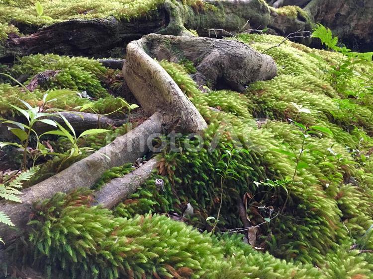 木の根と苔 苔,森林,自然の写真素材