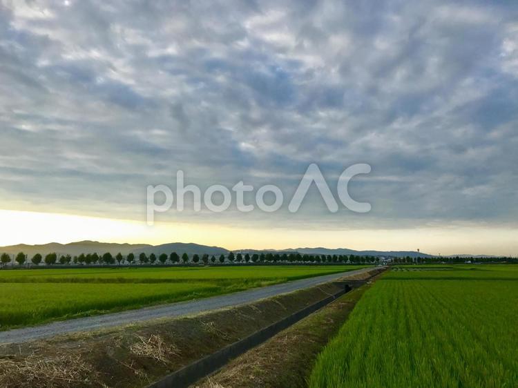 田園風景の地平線 近畿地方,滋賀県,滋賀北部の写真素材