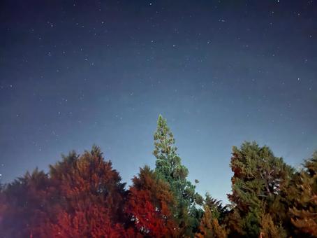 紅葉と星空 紅葉と星空 紅葉,木,星の写真素材