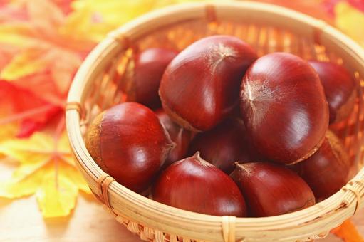 秋の味覚 かわいい栗の実がいっぱいです 秋の味覚 かわいい栗の実がいっぱいです クリ,栗,秋の実の写真素材