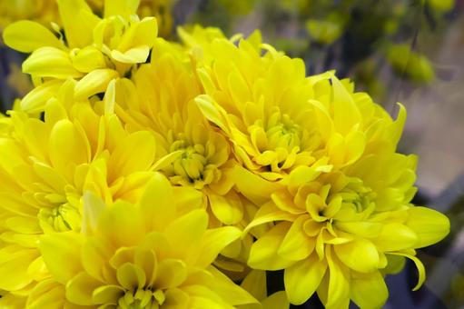 菊の花(黄色)仏花 墓参り・お彼岸 秋 菊の花(黄色)仏花 墓参り・お彼岸 秋 菊,花,仏花の写真素材