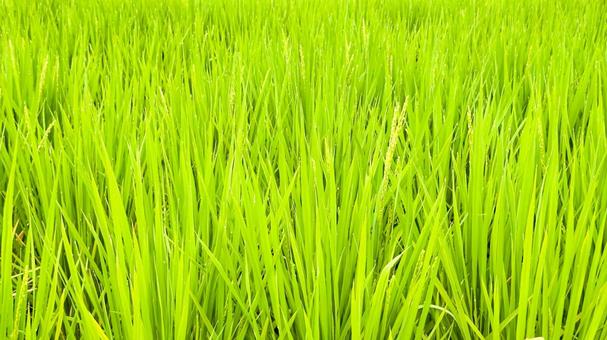 夏の稲 夏の稲の写真