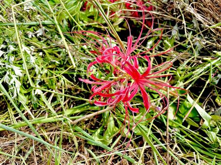 雑草とリコリスの花の写真