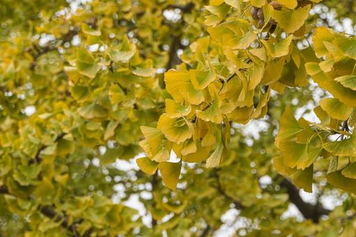 色付き始めた公園のイチョウの葉 公園,雨,銀杏の写真素材