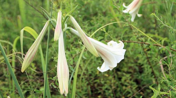 夏の花 シンテッポウユリ 夏の花 シンテッポウユリの写真