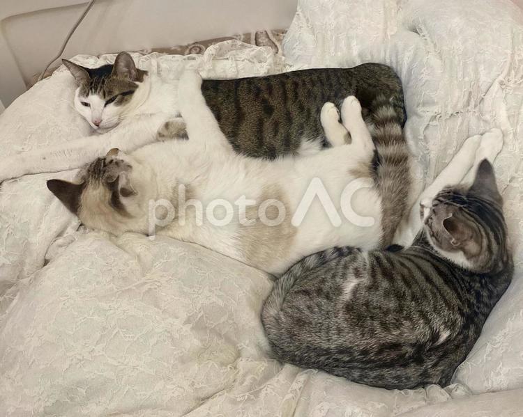 ベッドで寝転がる複数の猫様たち 猫,シャムトラ,キジシロの写真素材