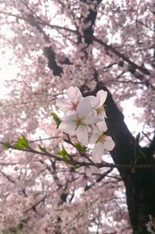桜　春・新生活・新学期・新年度イメージ 桜,春,新生活の写真素材