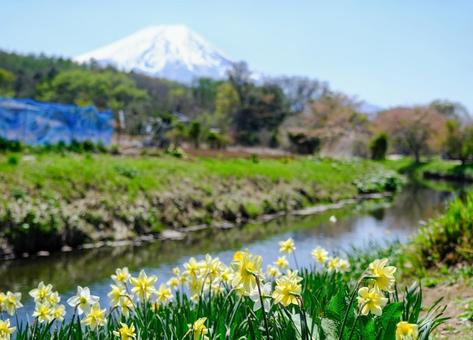 Mount Fuji and daffodils as seen from Oshino Hakkai, JPG