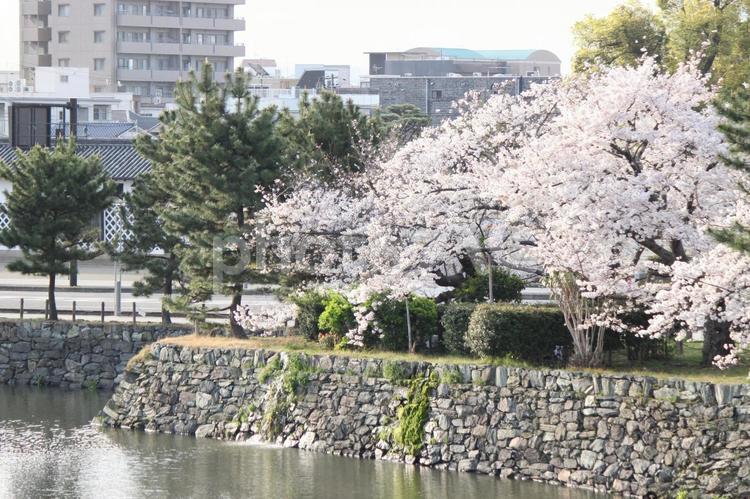 桜と和歌山城 サクラ,桜,さくらの写真素材