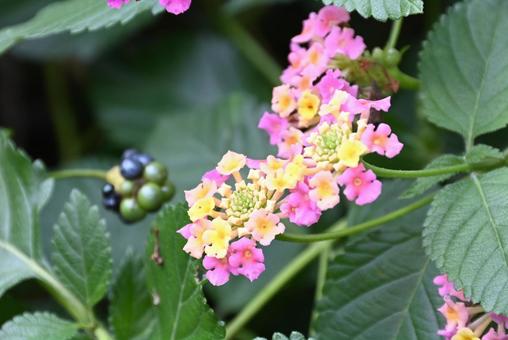 Photo, lantana, flower, autumn, 