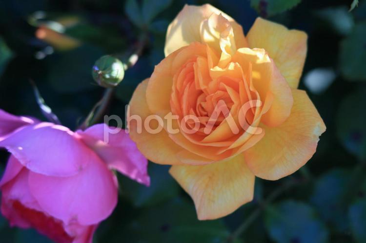 恋人に捧げる薔薇園にて オレンジの薔薇,オレンジ,ピンクの薔薇の写真素材