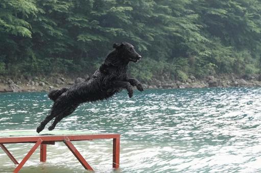 No Dive No Life No Dive No Life 犬,大型犬,レトリーバーの写真素材
